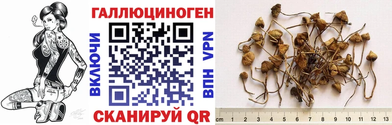 Купить  Каменногорск  Псилоцибиновые грибы мицелий 